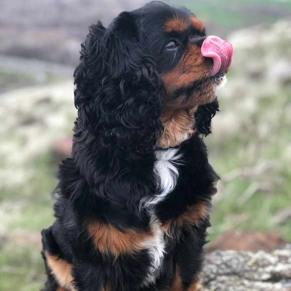 Meet your Posher, Kelly - Picture 2 of 2